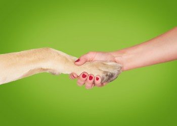 brand identity - woman shaking hands with dog